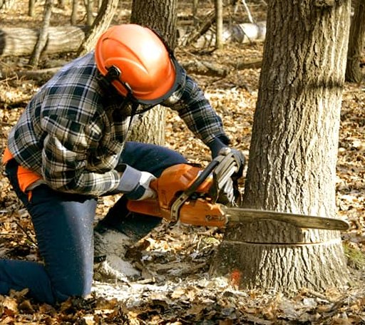 Tree Removal in Pine Grove, LA